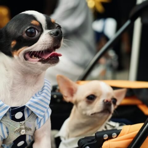 Nuna Travel Stroller