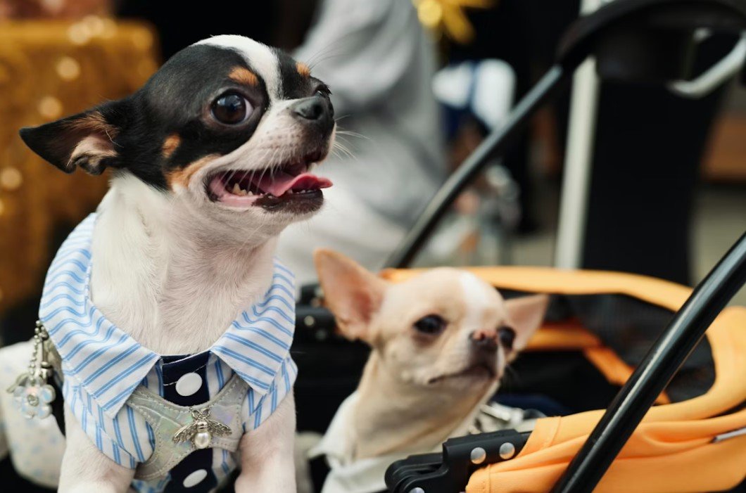 Nuna Travel Stroller